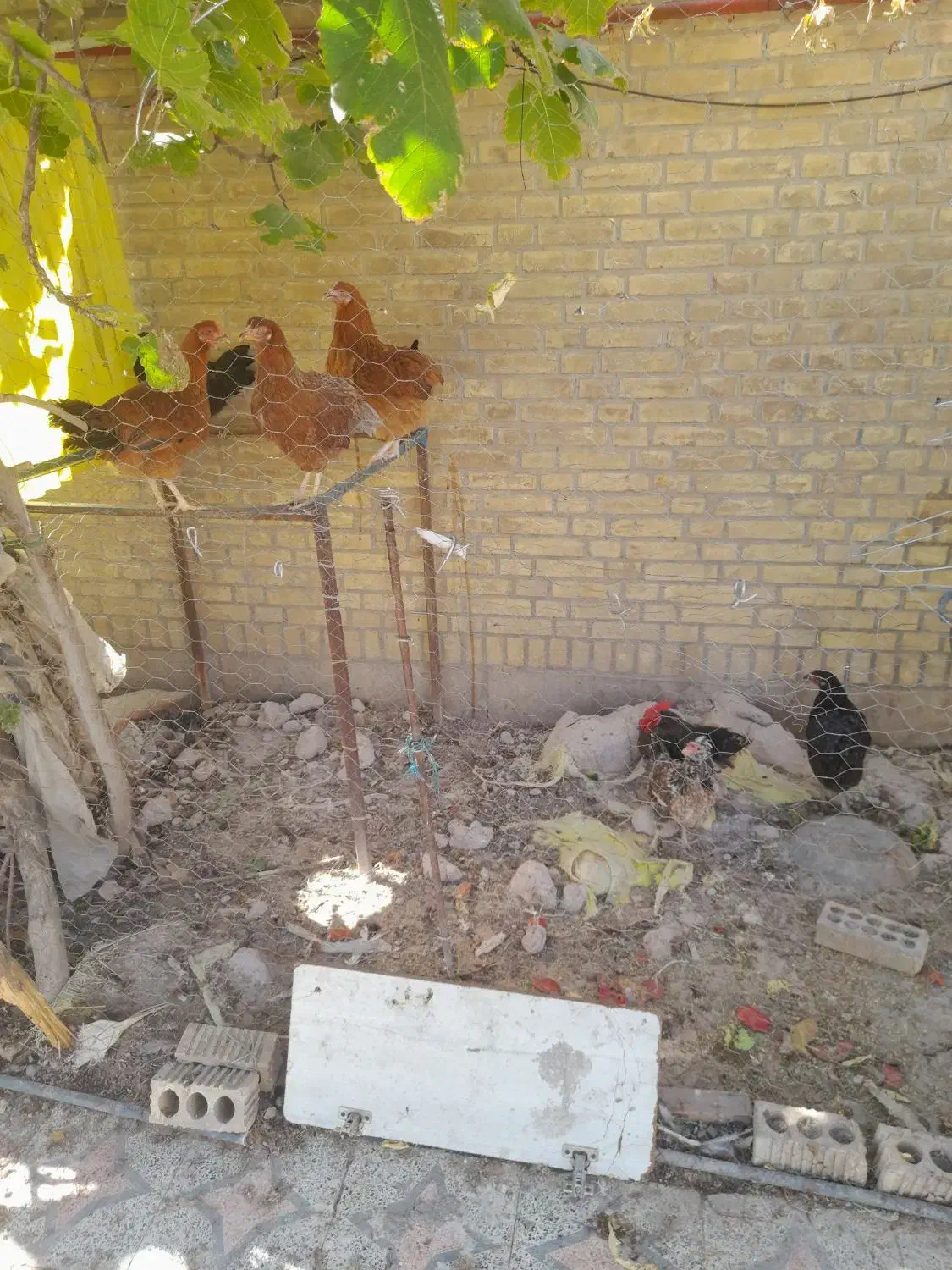 مرغ و کبوتر فروش فوری|پرنده|دوگنبدان, |دیوار