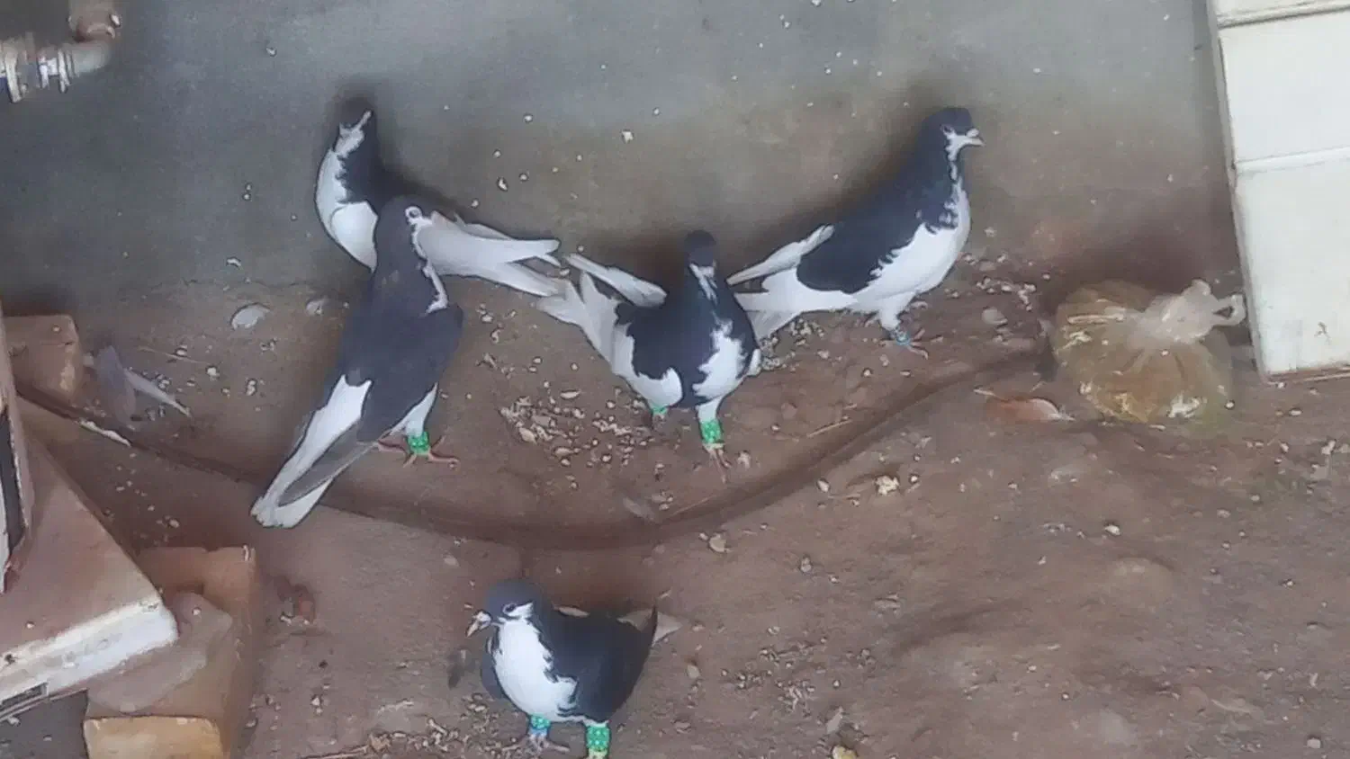 کبوتر|پرنده|زبرخان, |دیوار