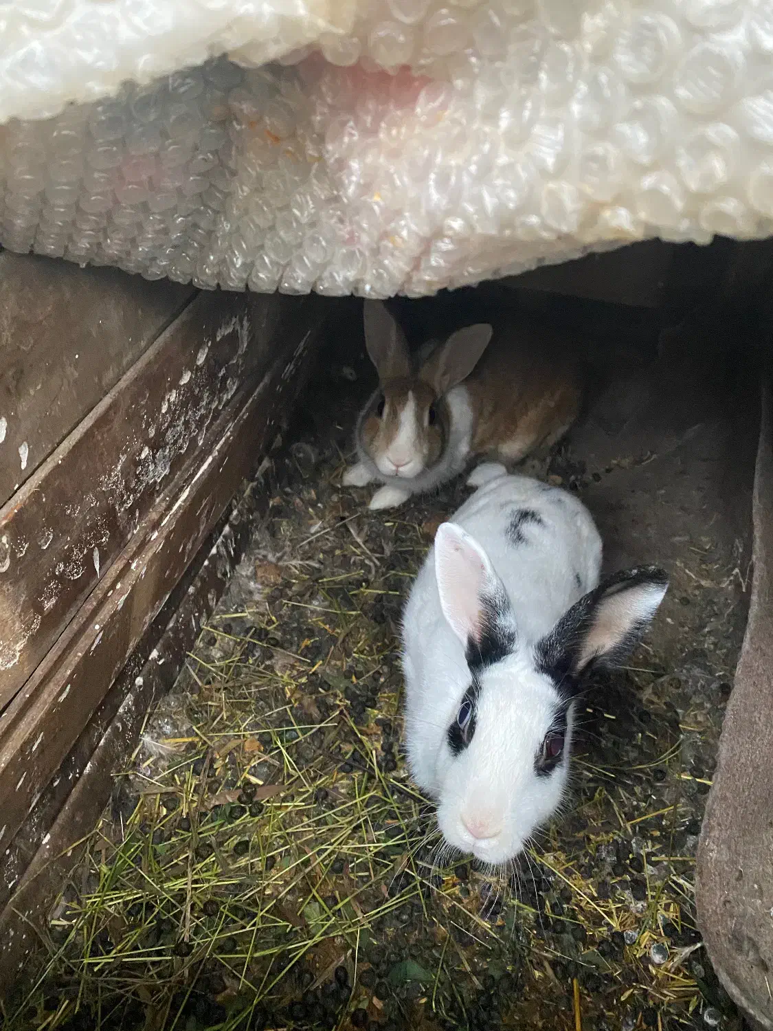 خرگوش|موش و خرگوش|کلاچای, |دیوار