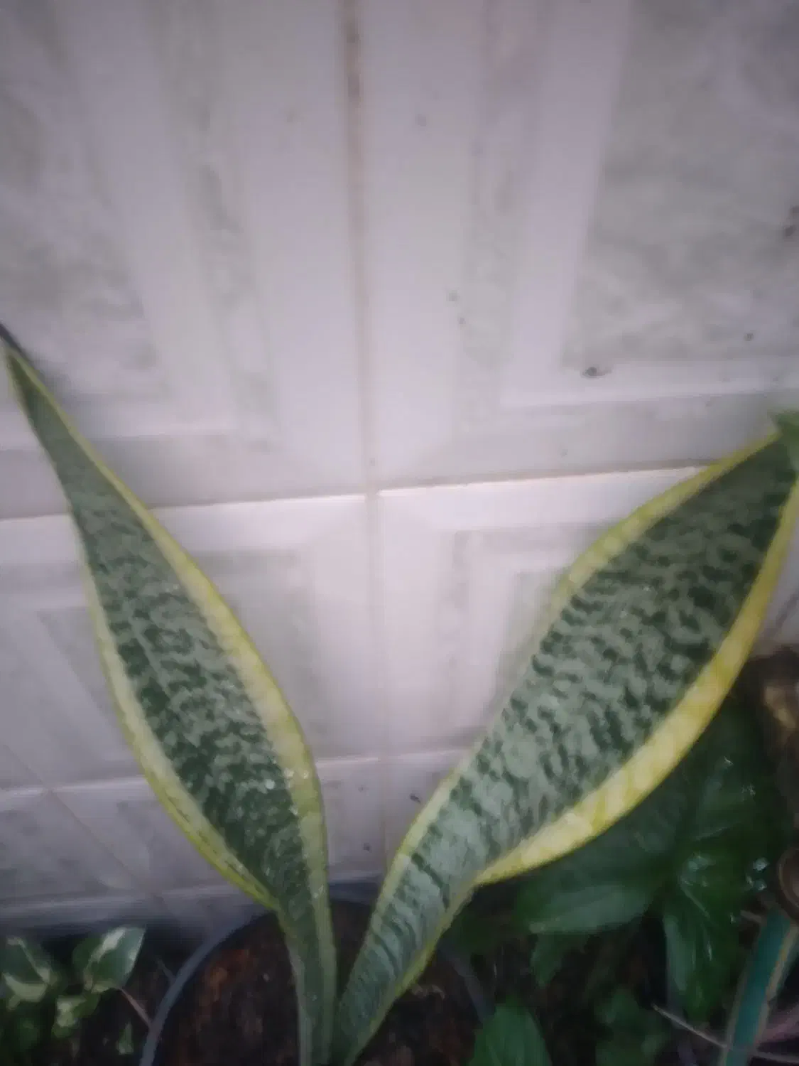 گل مقاوم  با گلدان.. مناسب روز زن.|گل و گیاه طبیعی|دزفول, |دیوار