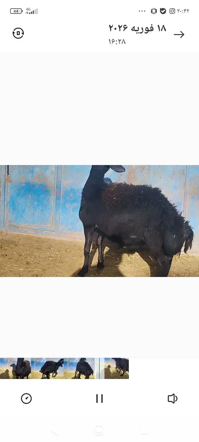 بره قوچ|حیوانات مزرعه|قره پشتلو, |دیوار