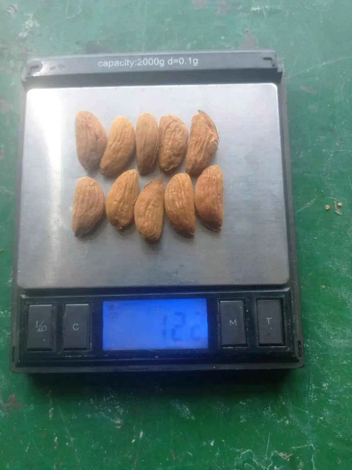 خرید بادام|خدمات باغبانی و درختکاری|سامان, |دیوار