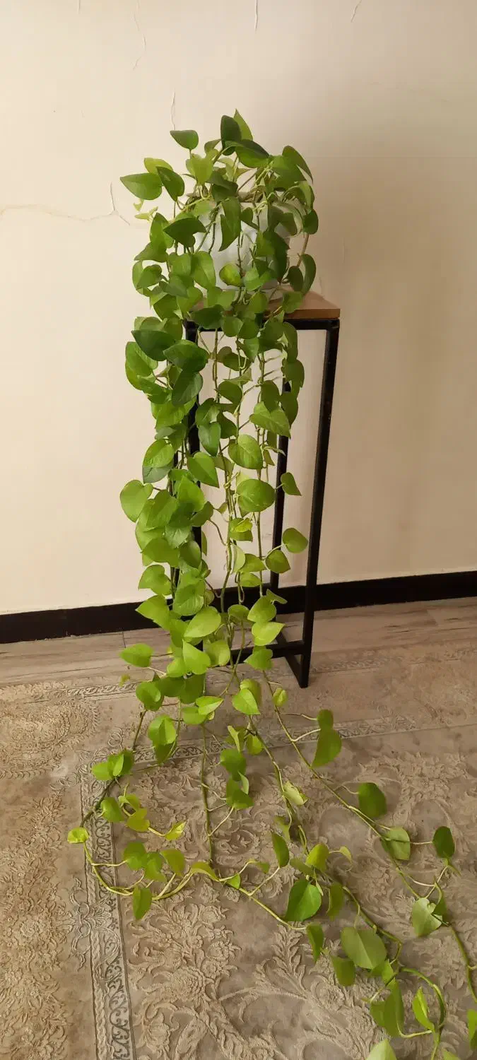 پتوس نئون|گل و گیاه طبیعی|کرج, کوی امامیه|دیوار