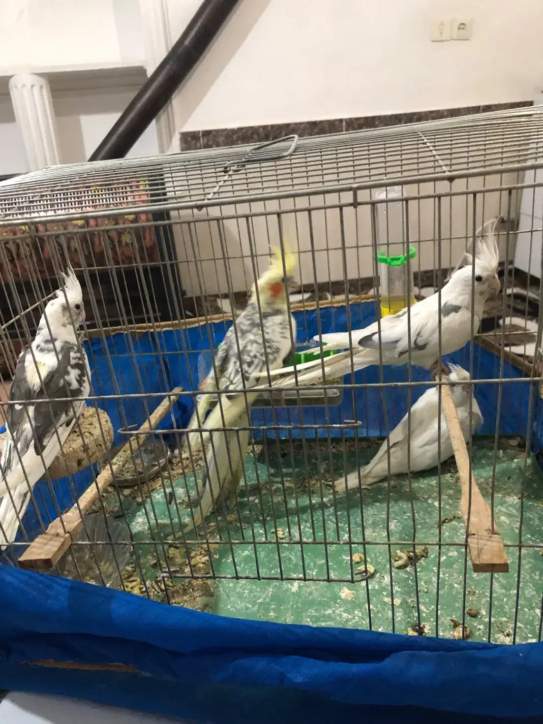 جفت عروس هلندی مولد رو تخم و جوجه آلبینو|پرنده|میاندوآب, |دیوار