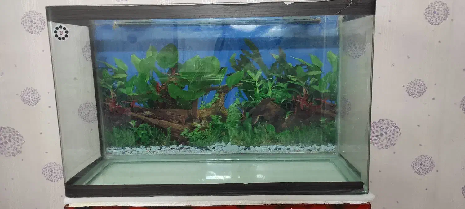 آکواریوم شیشه خم|ماهی|فولادشهر, B5|دیوار