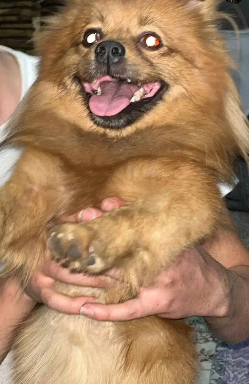 پامر روباهی واگذاری نیس|سگ|تهران, آهنگ|دیوار