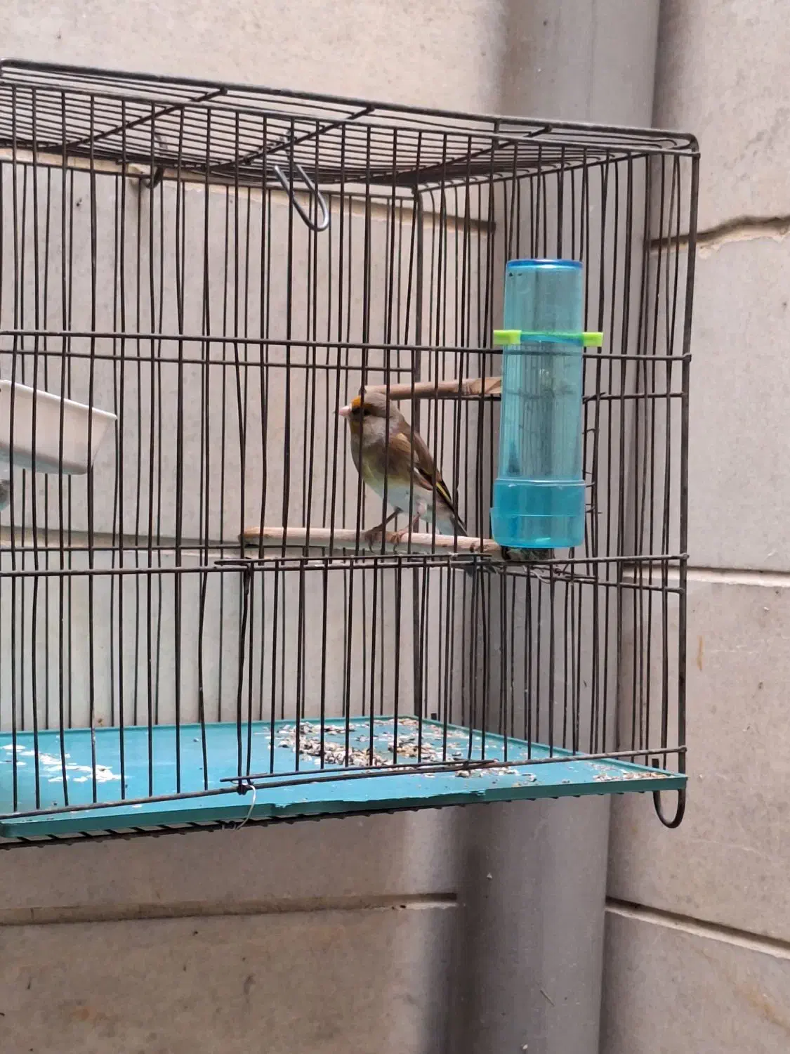 سره قناری|پرنده|تهران, پرستار|دیوار