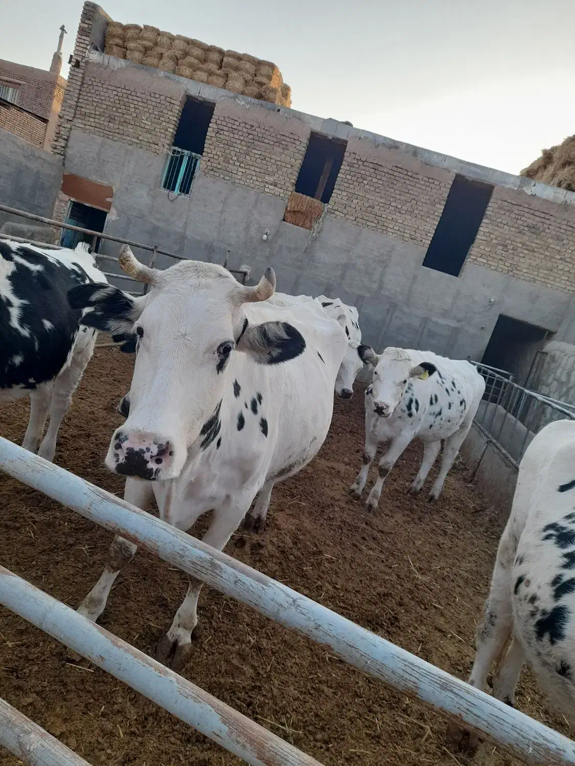 چند راس گاو شیری باگوساله|حیوانات مزرعه|سبزوار, قصبه غربی|دیوار