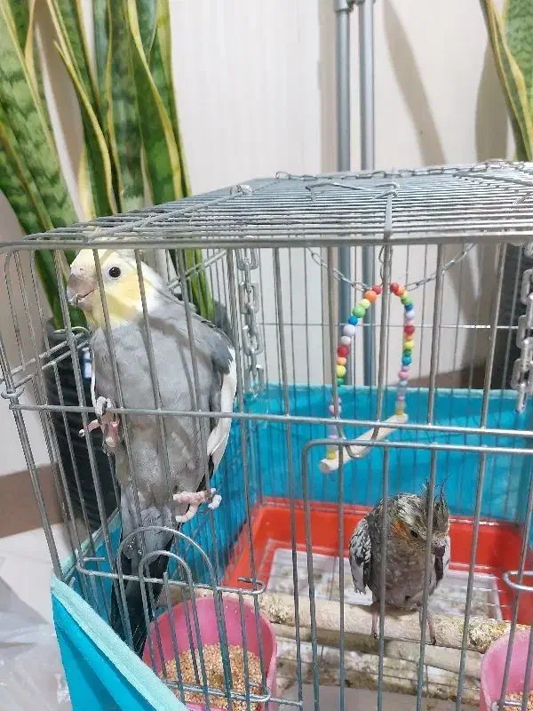 عروس هلندی|پرنده|تهران, شهرک آسمان|دیوار