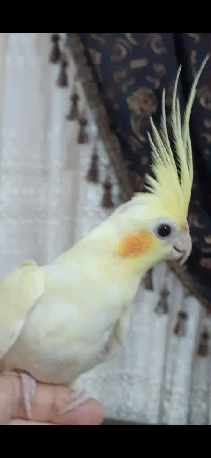 فروش عروس هلندی نر|پرنده|نوشهر, |دیوار