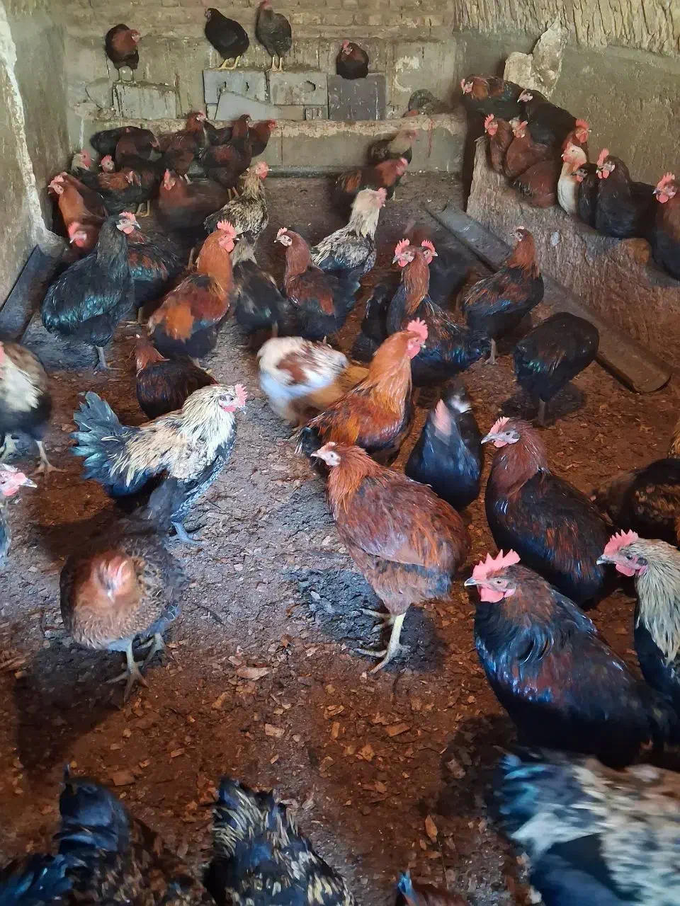 خروس|حیوانات مزرعه|کنگاور, |دیوار