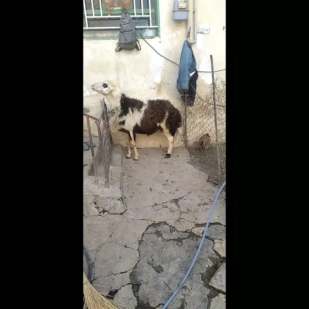 قوچ پلنگی|حیوانات مزرعه|خزل, |دیوار