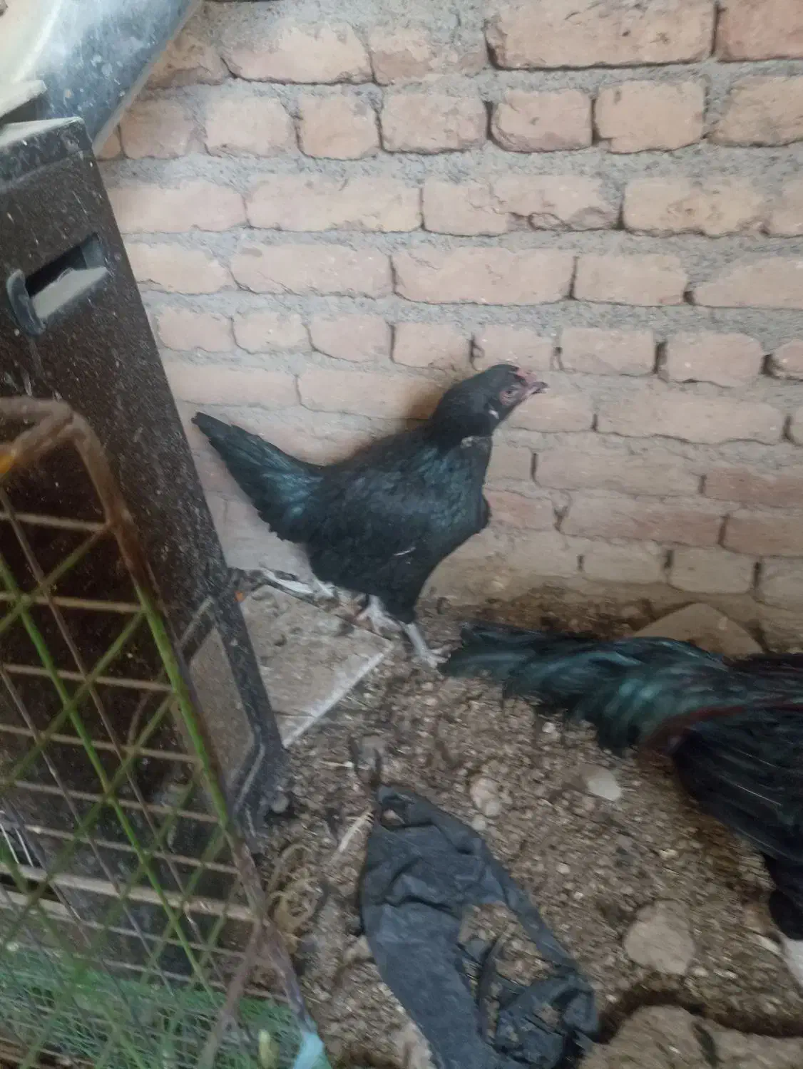 مرغ لاری|حیوانات مزرعه|باسمنج, |دیوار