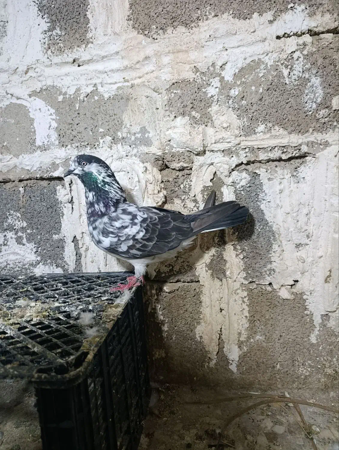 پرشی .|پرنده|مسجد سلیمان, |دیوار