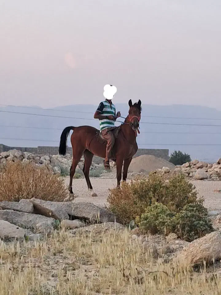 فروش اسب مادیون سه ساله|اسب و تجهیزات اسبسواری|جناح, |دیوار