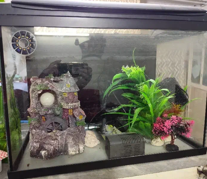 آکواریوم شرکتی با وسایل|ماهی|محمدیه-قزوین, |دیوار