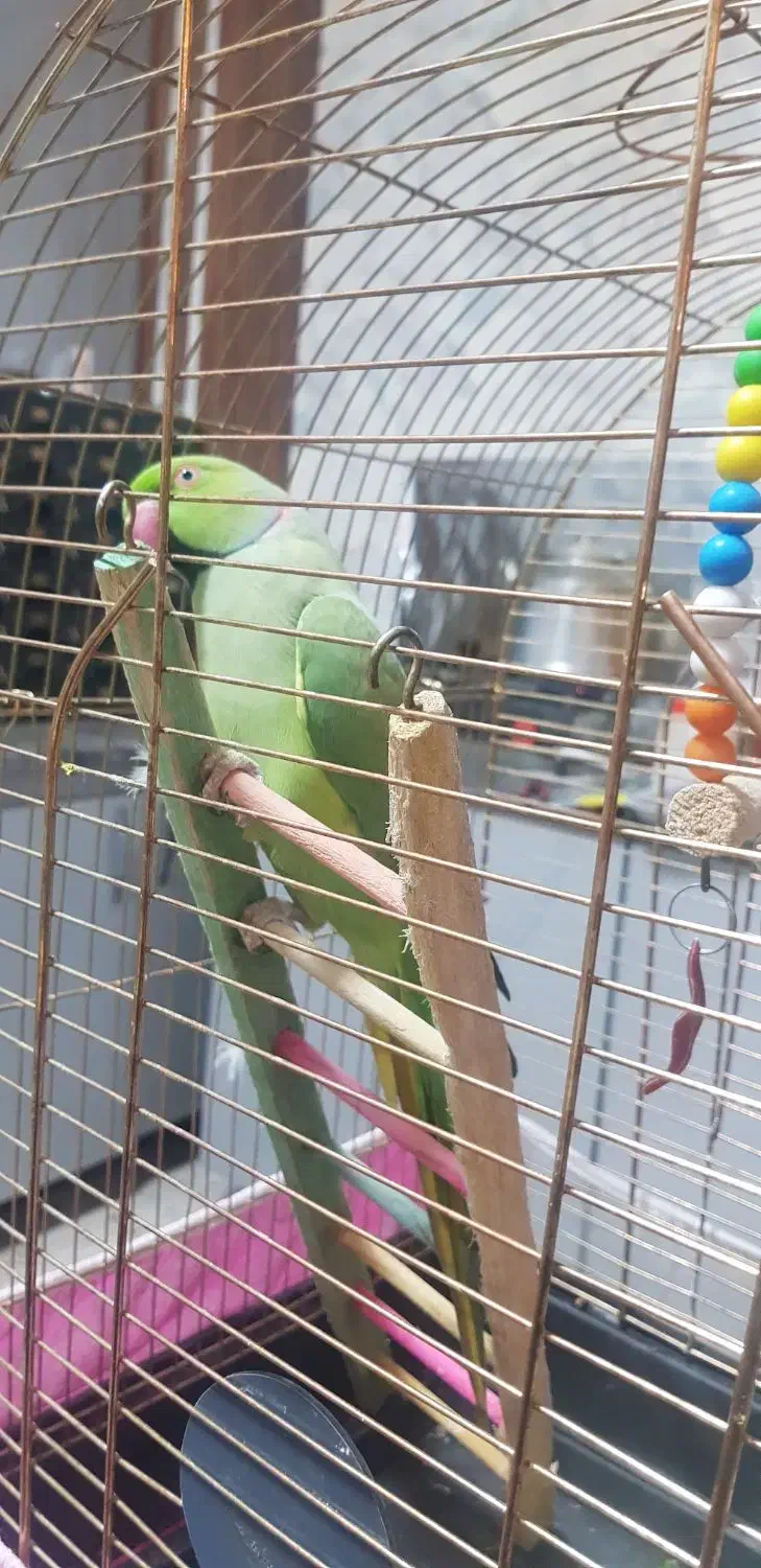 طوطی ملنگو ۲۳ماهه|پرنده|تبریز, |دیوار