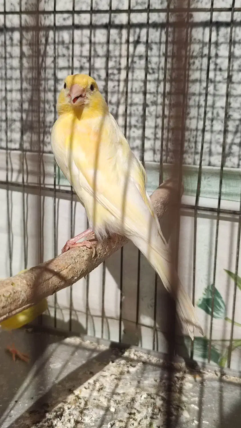 قناری ماده آماده|پرنده|مسجد سلیمان, |دیوار