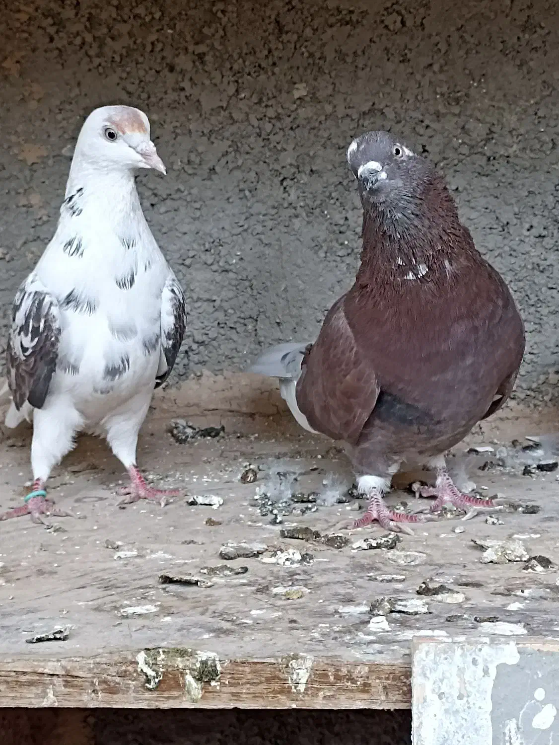 کفتر فروشی اطراف رباط کریم|پرنده|رباط‌کریم, حصار مهتر|دیوار