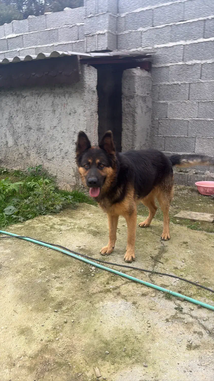 سگ ژرمن|سگ|رشت, پسیخان|دیوار