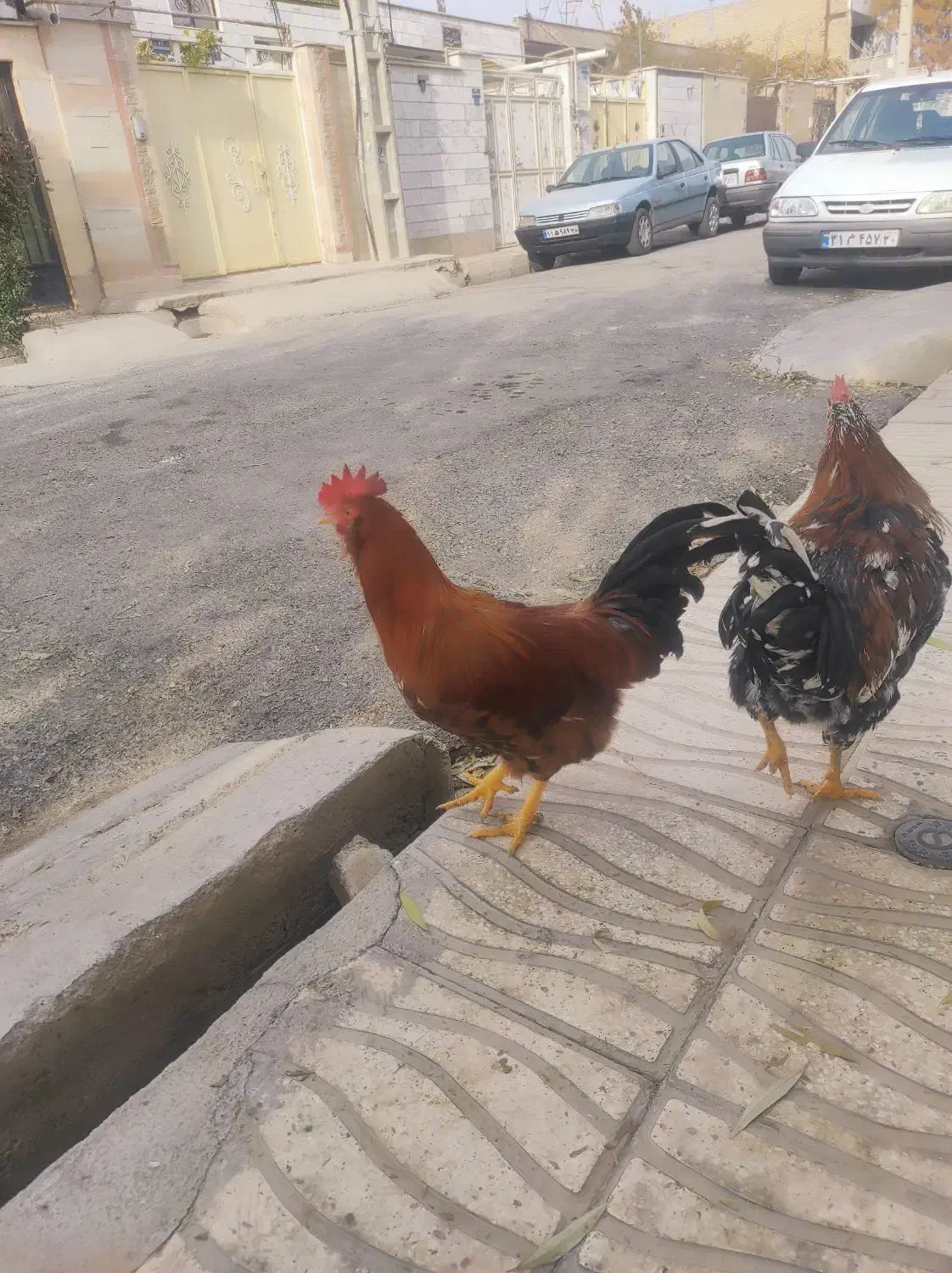 خروس گلین|حیوانات مزرعه|نظرآباد, نظرآباد|دیوار