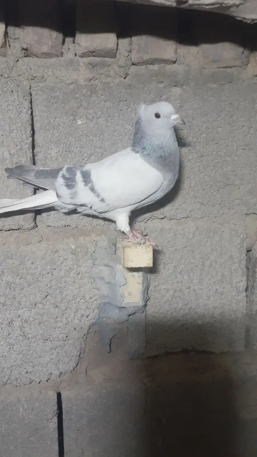 فروش کبوتر|پرنده|نگار, |دیوار