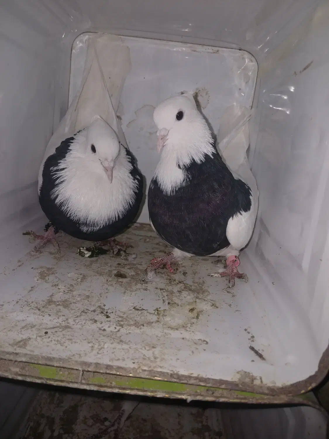 کبوترطوقی|پرنده|سنقر, |دیوار