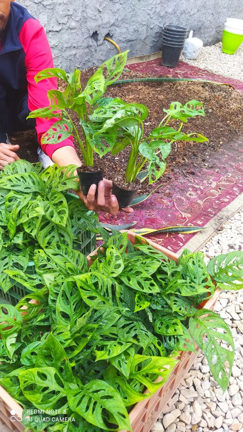 حصیری|گل و گیاه طبیعی|گنبد کاووس, |دیوار