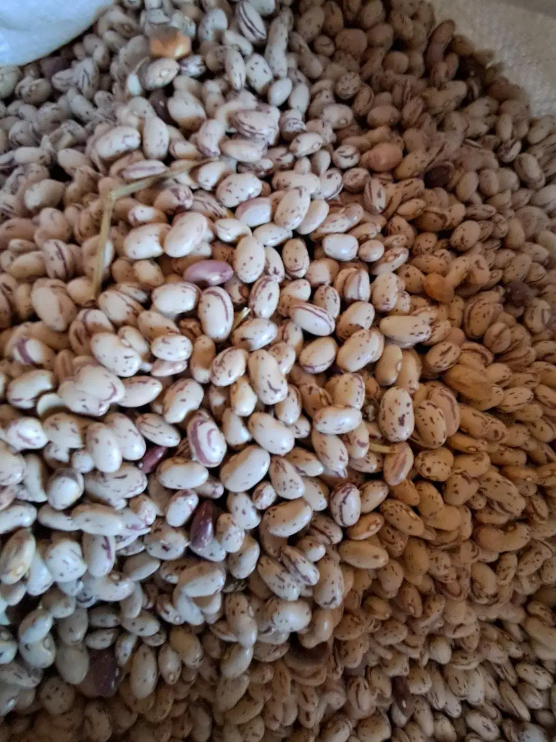 لوبیا چیتی|خوردنی و آشامیدنی|سپیدار, |دیوار