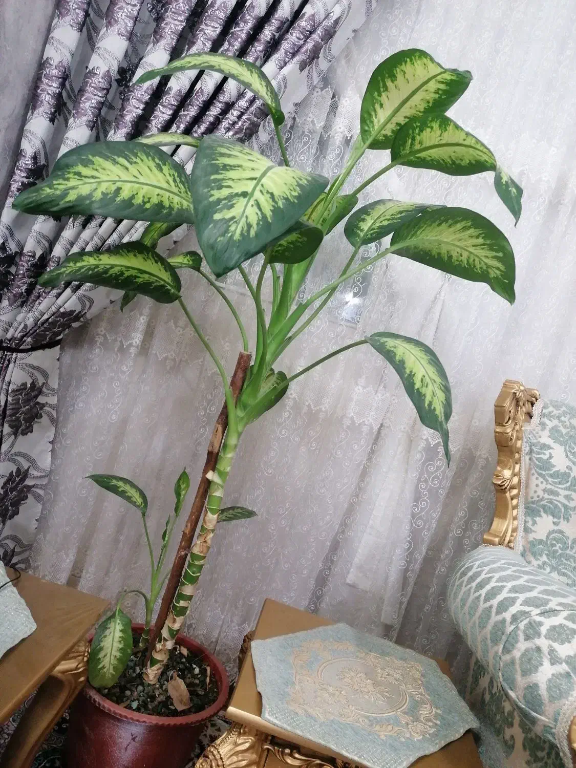 گل دیفن باخیا|گل و گیاه طبیعی|صباشهر, |دیوار