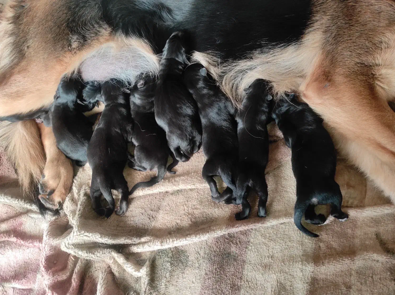 توله ژرمن شپرد|سگ|دزفول, |دیوار