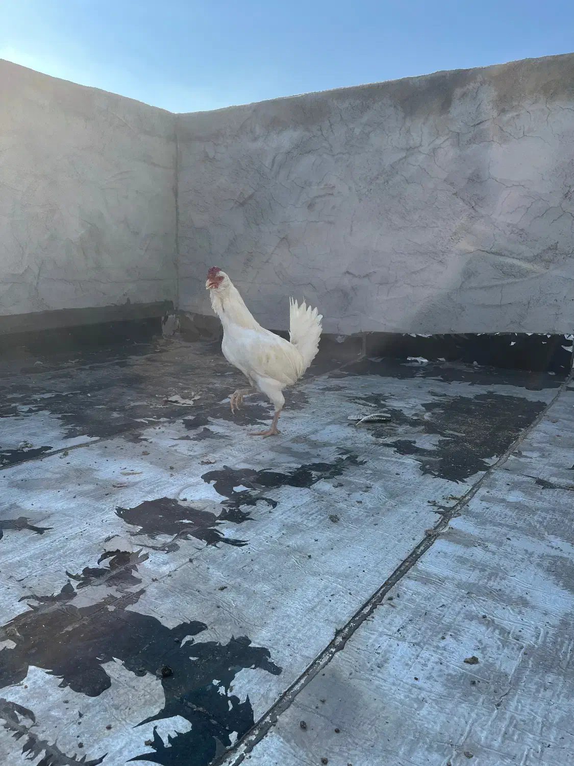 خروس گلین|حیوانات مزرعه|شهرکرد, |دیوار