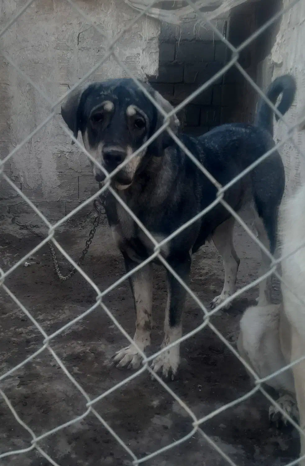 بعلت جمع آوری|سگ|خوی, |دیوار