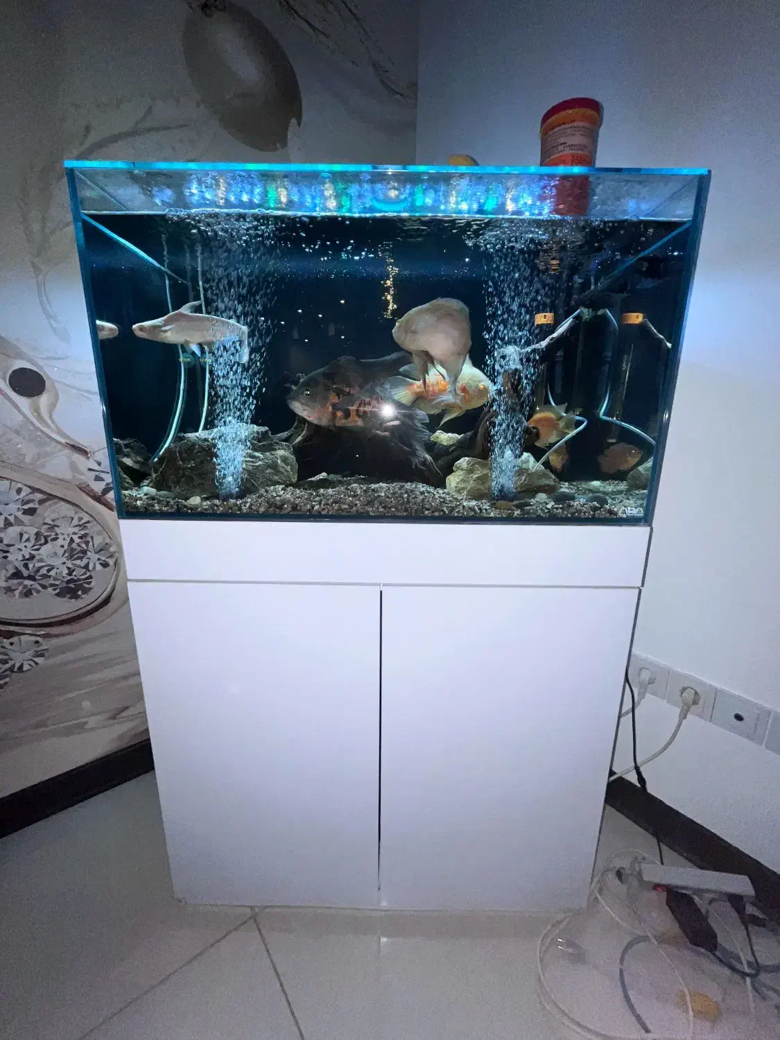 فروش اکواریوم|ماهی|لاهیجان, کوی خزر|دیوار