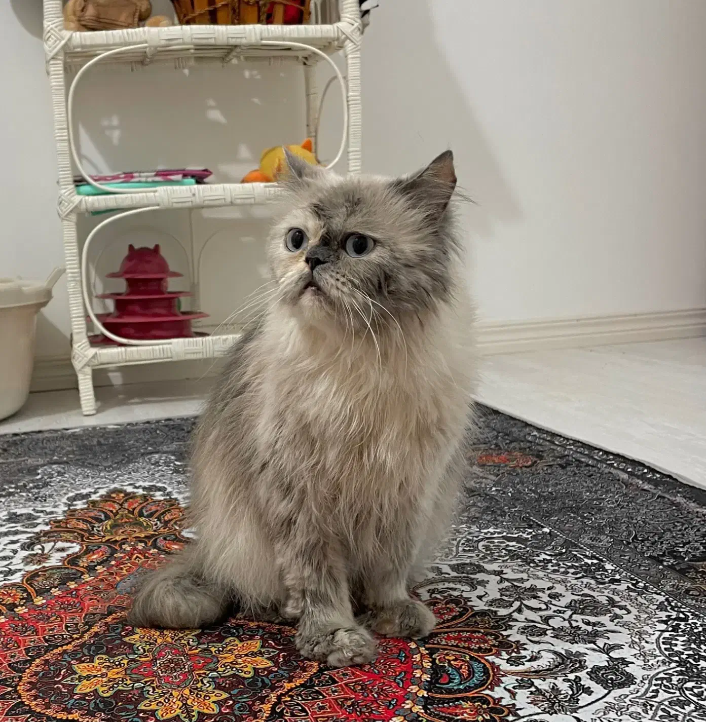 پرشین ماده|گربه|زنجان, |دیوار