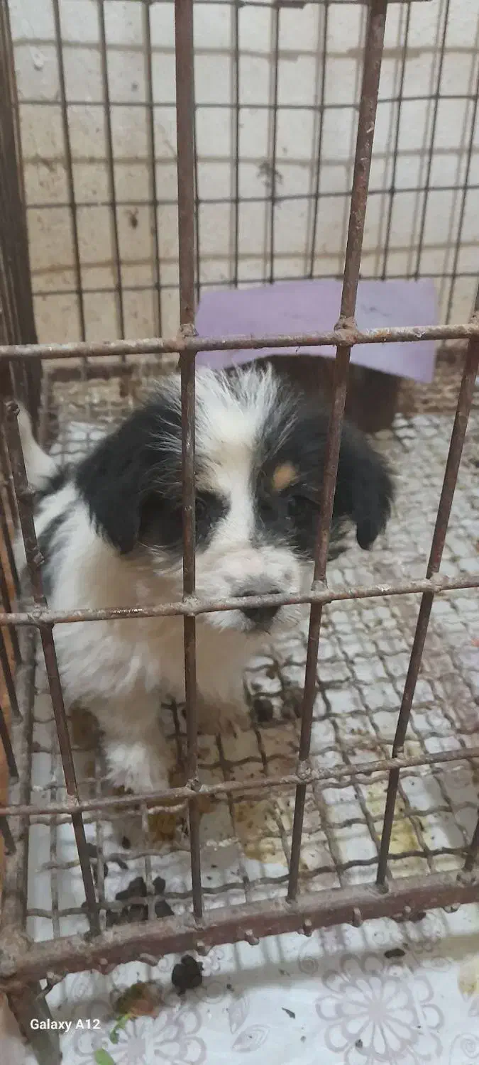 اپو کوچولو|سگ|اردبیل, |دیوار