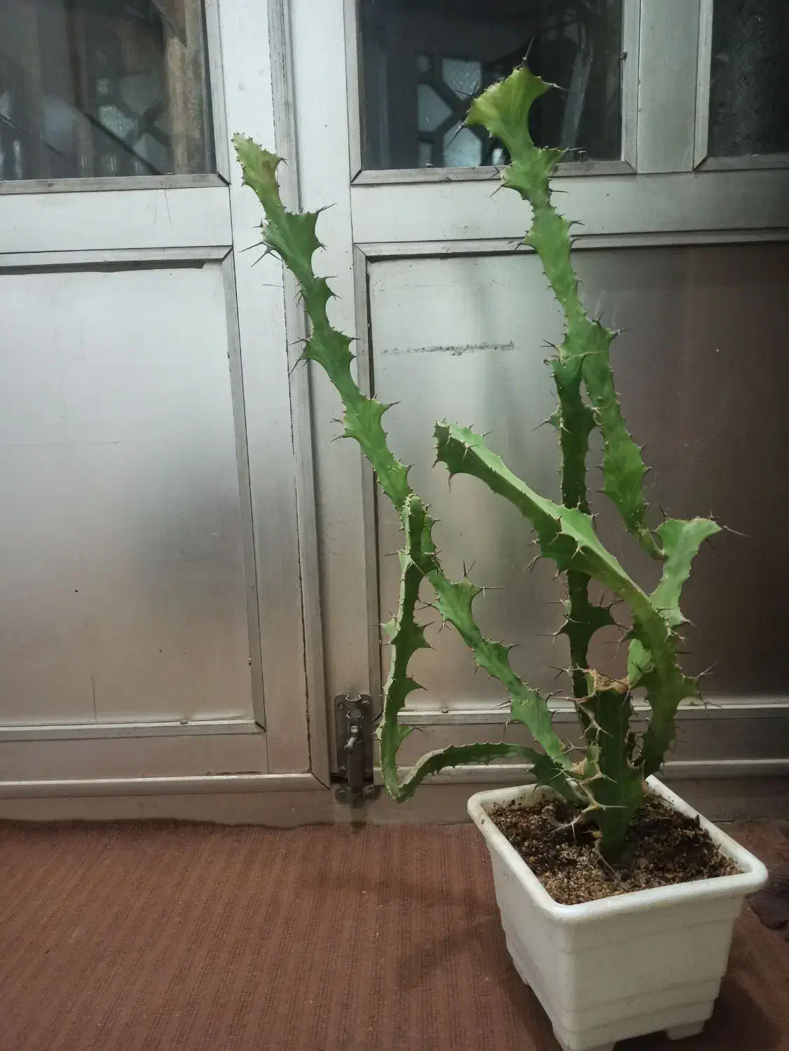 گل طبیعی|گل و گیاه طبیعی|نیشابور, شهید بهشتی|دیوار