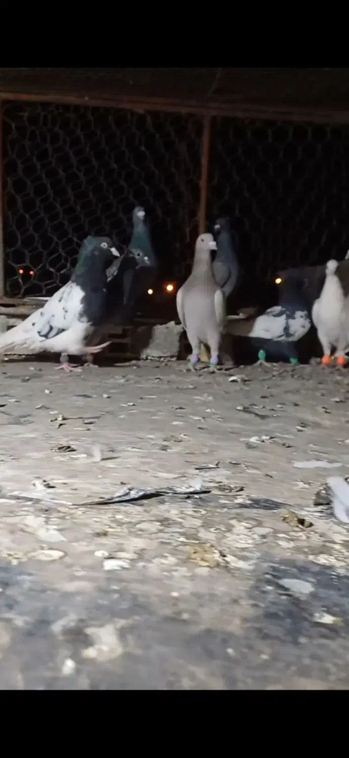 کبوتر|پرنده|فولادشهر, باغشاد|دیوار