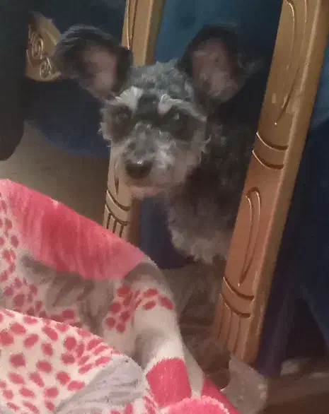 با سلام ۱عدد توله سگ نر واگذاری|سگ|شاهین‌شهر, پارک بانک استان|دیوار