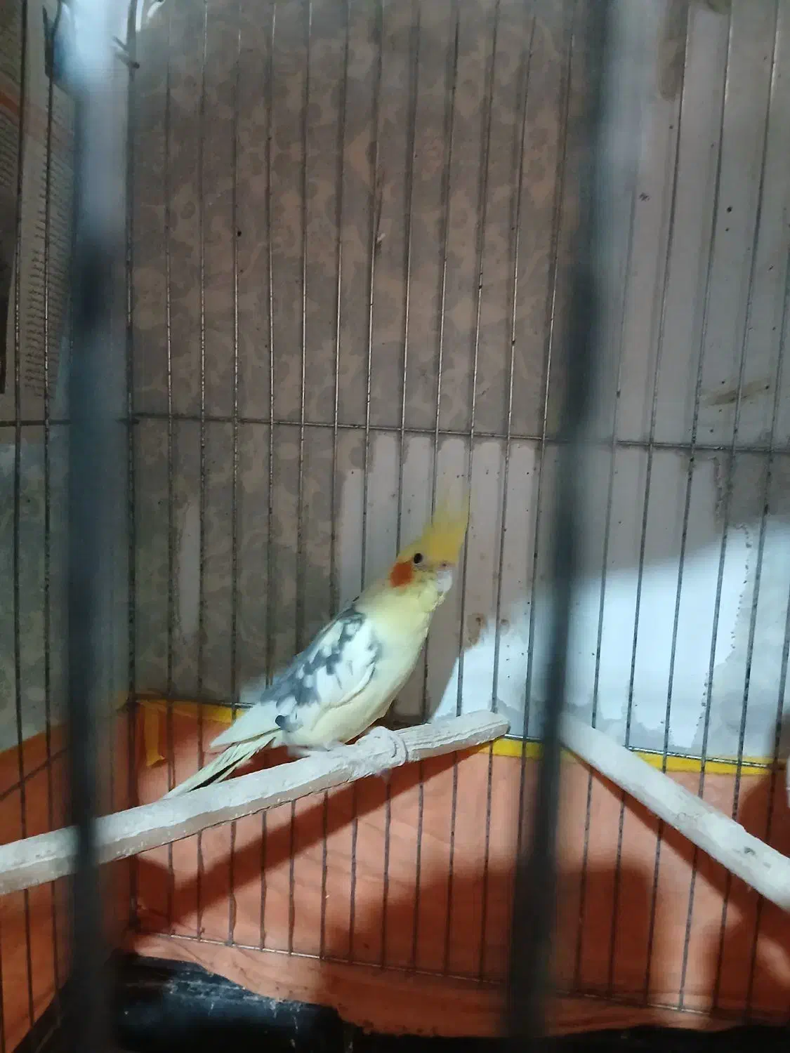 عروس هلندی|پرنده|اشتهارد, |دیوار