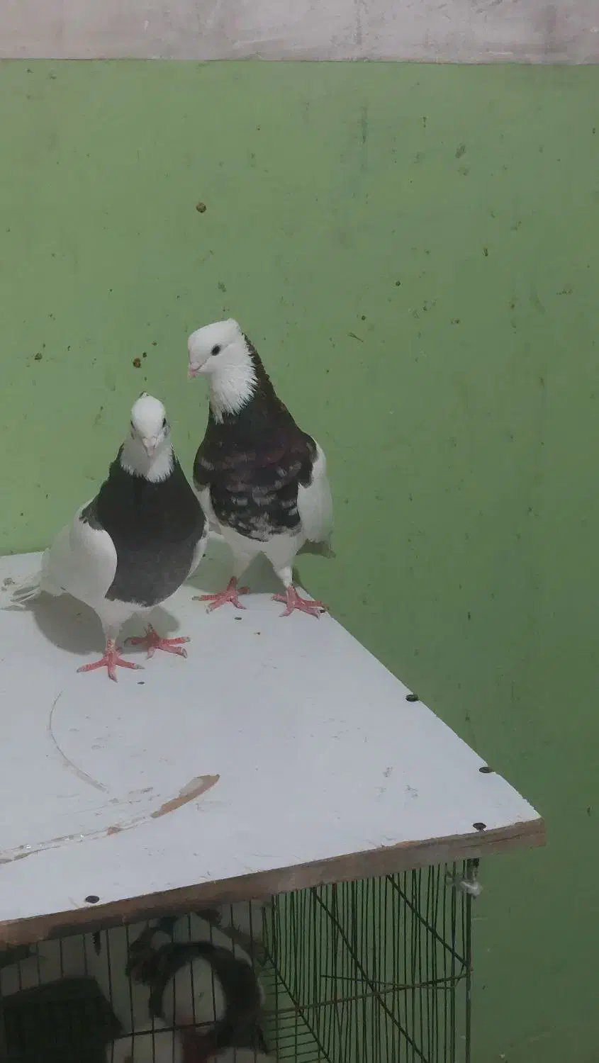 طوقی،|پرنده|بندر گناوه, |دیوار