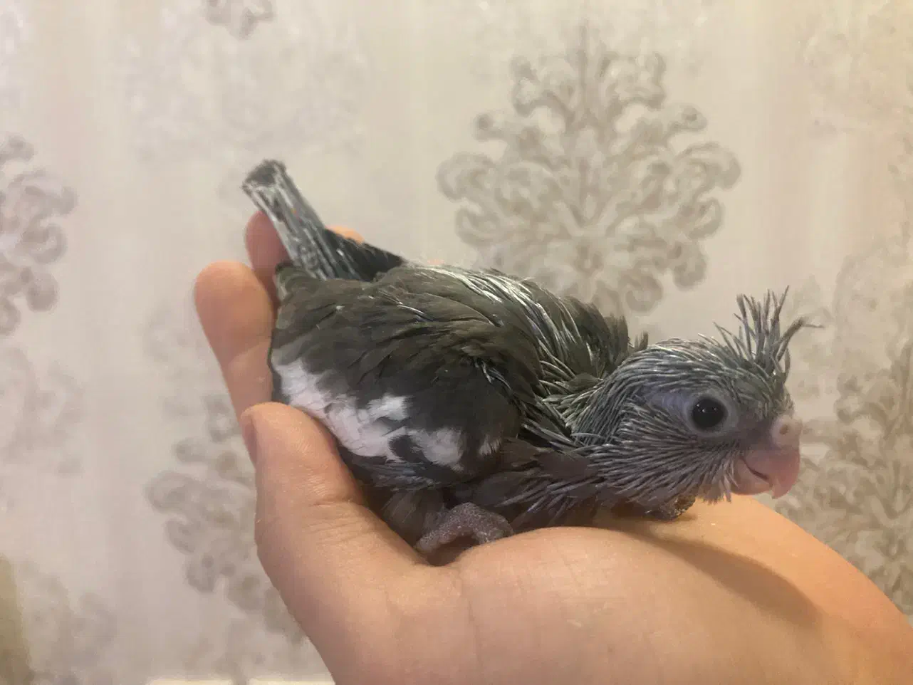 عروس هلندی سرلاکی در رنگ بندی(مولد و بالغ)|پرنده|رشت, یخسازی|دیوار