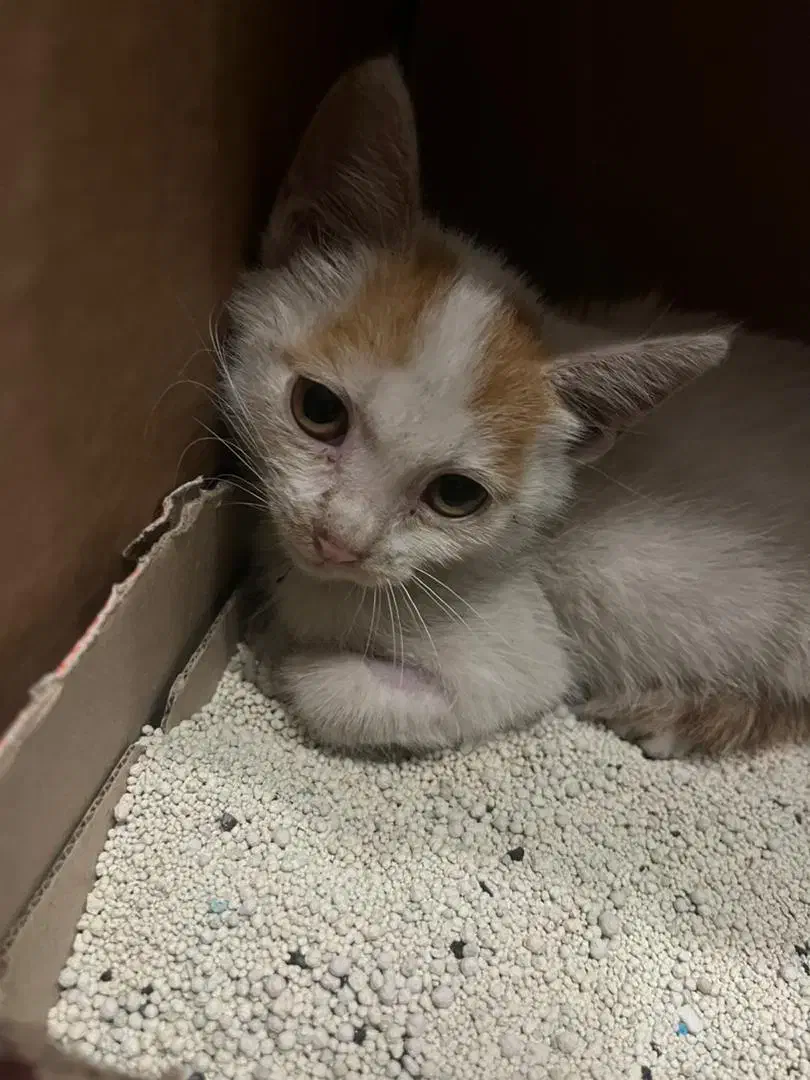 من یه پسر دوماهه هستم/DSH|گربه|رشت, کاکتوس|دیوار