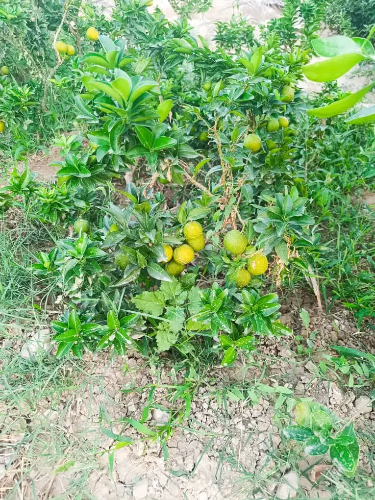نهالهای چهارفصل صددرصد پرگل و پر میوه و درجه یک|گل و گیاه طبیعی|شیراز, احمدی جنوبی|دیوار