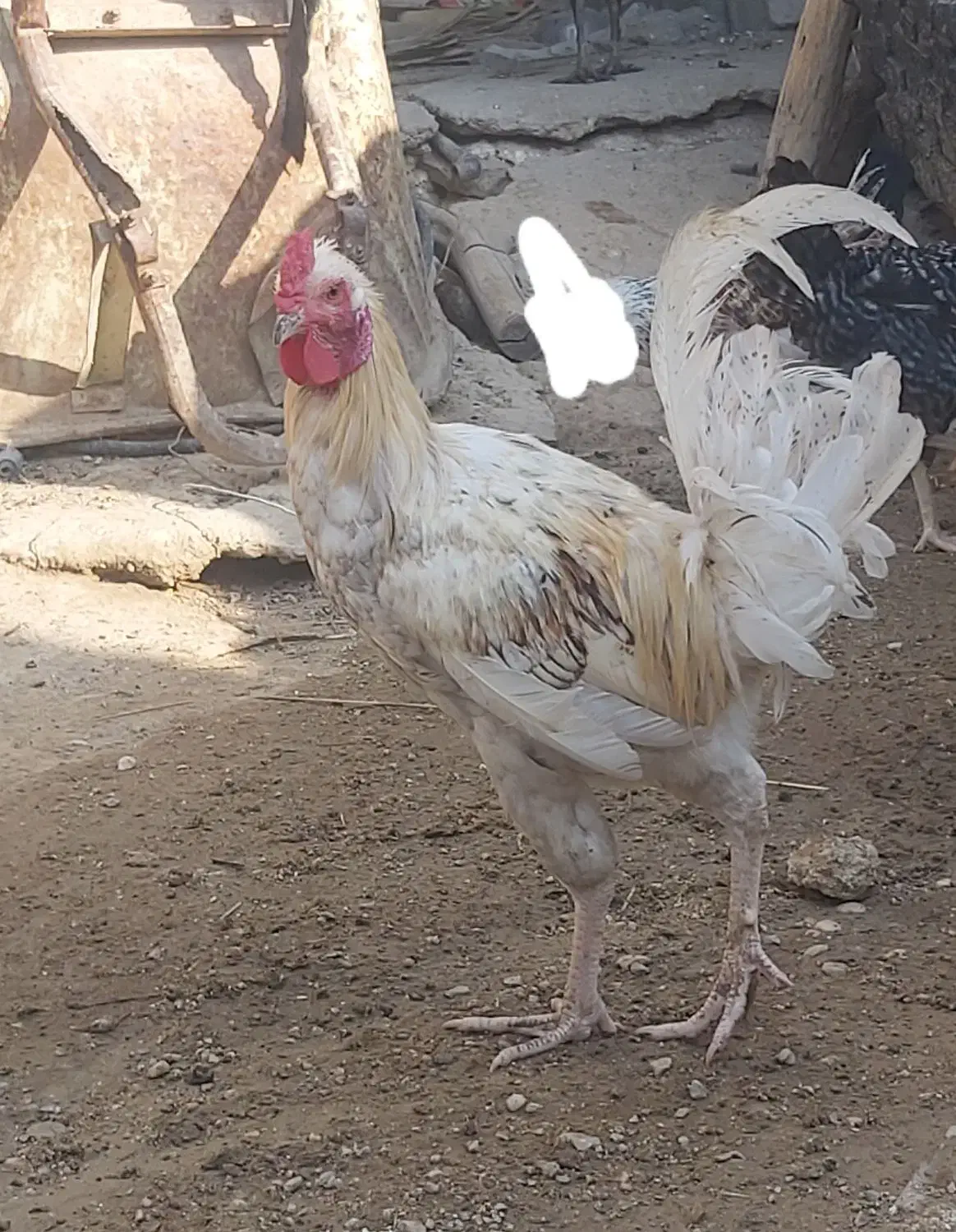 دو عدد خروس دورگ لاری بزرگ و چاق برای داشت و کشت|حیوانات مزرعه|وحدتیه, |دیوار