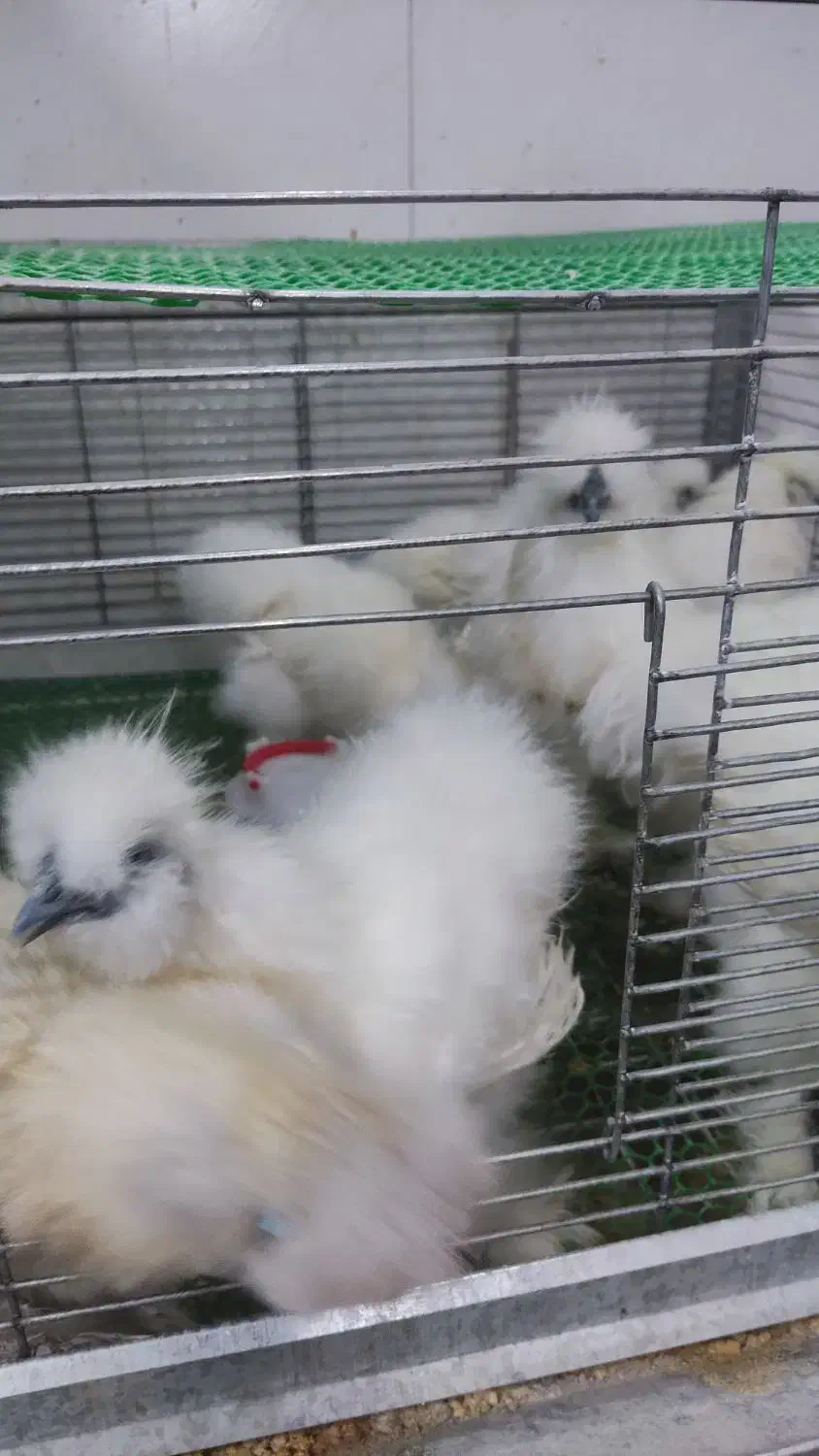 تخم نطفه دار نژاد ابریشمی ،جاپنیز ،محلی|حیوانات مزرعه|سمنان, |دیوار