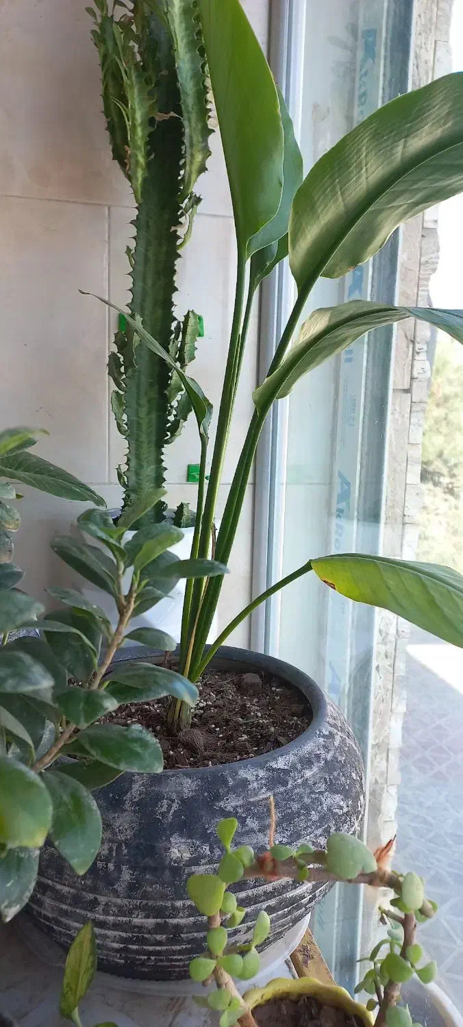 حسن یوسف زیبا|گل و گیاه طبیعی|فولادشهر, C3|دیوار