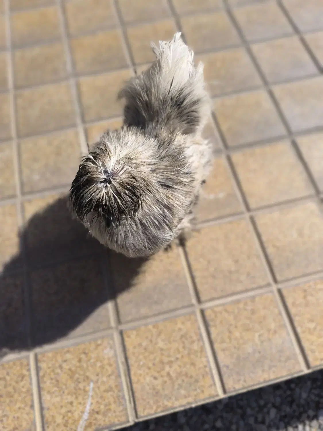 مرغ ابریشمی|حیوانات مزرعه|کرمانشاه, |دیوار