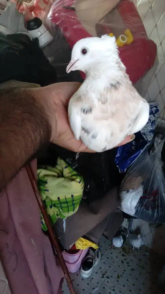 کبوتر رنگی|پرنده|خرمشهر, |دیوار