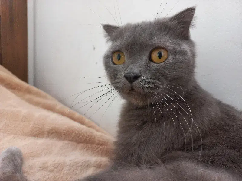 واگذاری گربهی ماده اسکاتیش بولو|گربه|پردیس, فاز ۳|دیوار